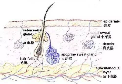 指导撩妹者