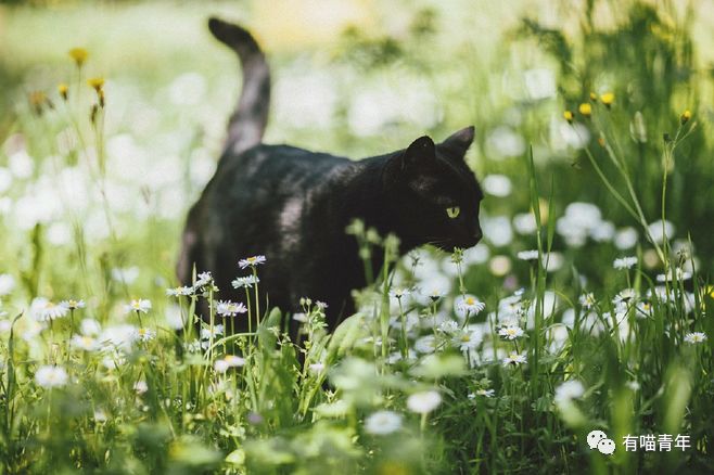 “陕西黑猫最新动态”